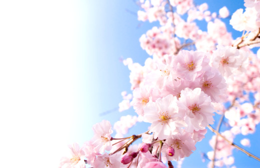 709272 (a): :3000x1940